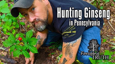 ginseng hunters appalachians.